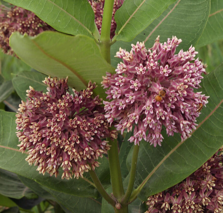 Common Milkweed